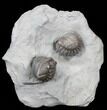 Pair of Large, Enrolled Flexicalymene Trilobites - Ohio #40679-1